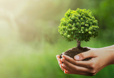 A pair of hands gently holds a small tree with rich soil, symbolizing growth, environmental conservation, and sustainability. The background is a soft, blurred green, evoking nature and harmony with the earth.