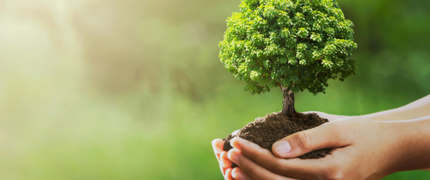A hand holding a tree