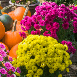 a field of colorful mums and pumpkins