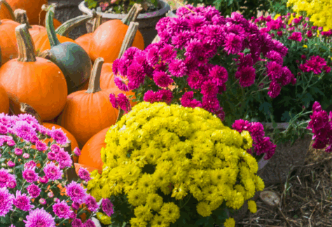 a field of colorful mums and pumpkins