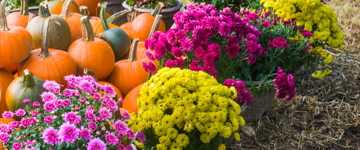 a field of colorful mums and pumpkins